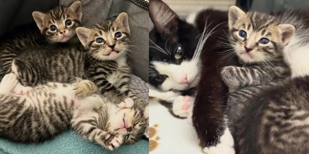 Mama Cat and Her Three Kittens Adopted as a Family