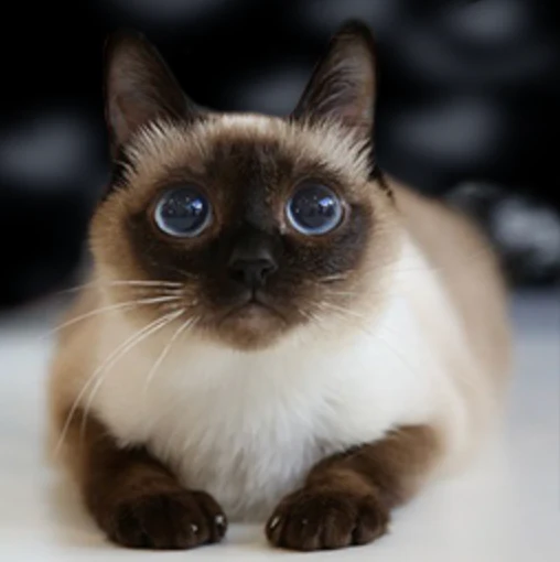 The Toybob cat – Cat in the Box LLC