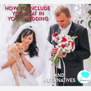 Here comes the (cat) bride at your purrfect wedding |
