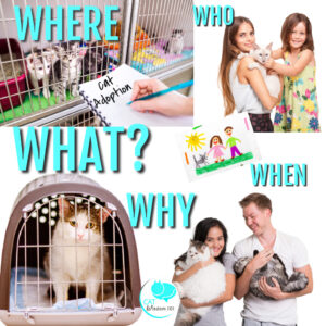 The Quiet Revolution in Cat Shelters